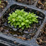 glavni-razlog-smrti-sadnica-lobelije-u-kasetama-i-nacin-njihovog.png