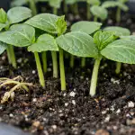 Spašavamo sadnice krastavaca od žućenja i pada u jednom danu spasavamo-sadnice-krastavaca-od-zucenja-i-pada-u-jednom-danu.png