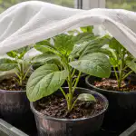 Spremanje sadnica patlidžana od proljetnog sunca jednostavnom metodom spremanje-sadnica-patlidzana-od-proljetnog-sunca-jednostavnom-metodom.png