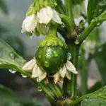 Tajna metoda da proljetne paprike zametnu bez gubitka boje tajna-metoda-da-proljetne-paprike-zametnu-bez-gubitka-boje.png