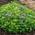 Zašto iskusni vrtlari siju ovu travu u proljeće prije sezone sadnje? zasto-iskusni-vrtlari-siju-ovu-travu-u-proljece-prije-sezone.png