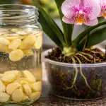 zasto-obicni-cesnjak-cini-da-cvjetaju-i-najhirovitije-orhideje.png